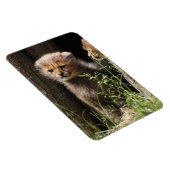 Cheetah 005 magneet (Rechterzijde)