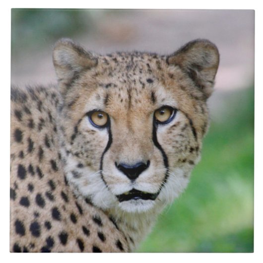 Cheetah 009 tegeltje (Voorkant)