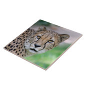 Cheetah 009 tegeltje (Zijkant)
