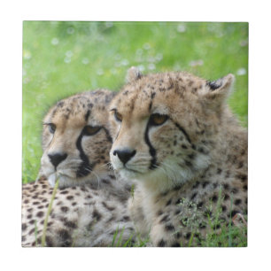 Cheetah 009 tegeltje