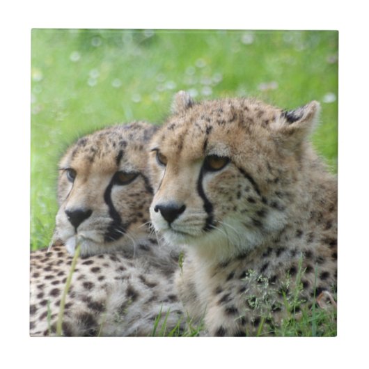Cheetah 009 tegeltje (Voorkant)