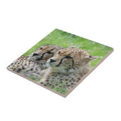 Cheetah 009 tegeltje (Zijkant)