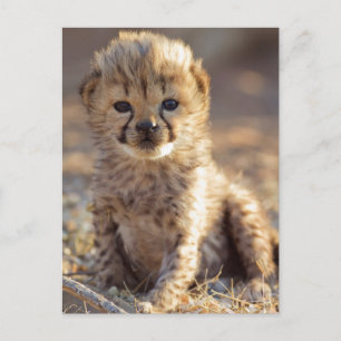 Cheetah 19 dagen oude mannelijke kubus briefkaart