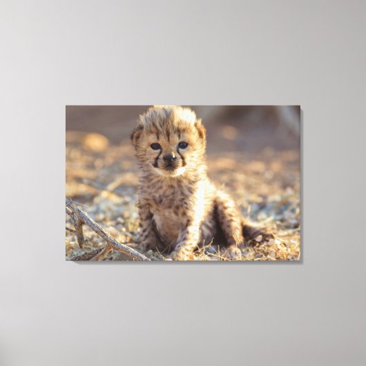 Cheetah 19 dagen oude mannelijke kubus canvas afdruk (Voorkant)