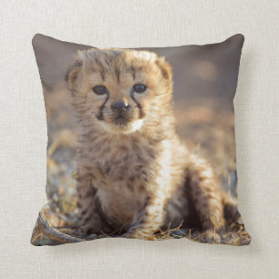 Cheetah 19 dagen oude mannelijke kubus kussen