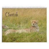 Cheetah 2008 kalender (Hoes)