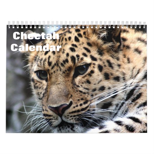 Cheetah 2025 kalender (Hoes)