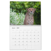 Cheetah 2025 kalender (Mar 2027)