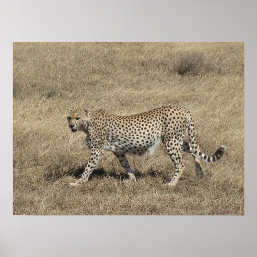Cheetah 20x15 inch poster (Voorkant)