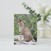 Cheetah 4x6 Briefkaart (Staand voorkant)