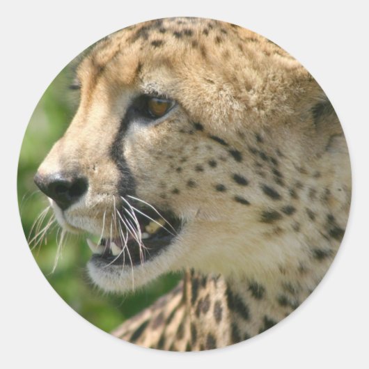 Cheetah Aanval Stickers (Voorkant)