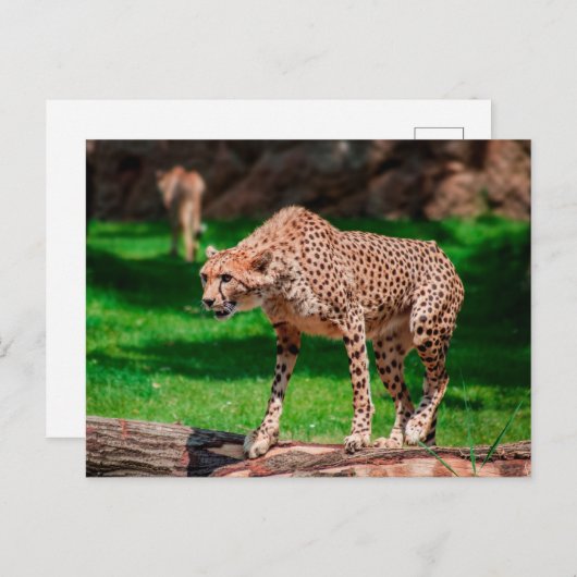 Cheetah Acinonyx Jubatus Briefkaart (Voorkant / Achterkant)