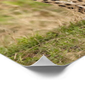 Cheetah, Acinonyx jubatus, in de Masai Mara Poster (Hoek)