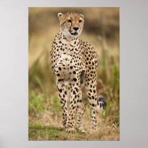 Cheetah, Acinonyx jubatus, in de Masai Mara Poster