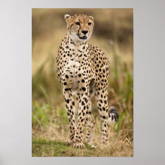 Cheetah, Acinonyx jubatus, in de Masai Mara Poster (Voorkant)