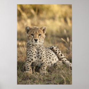 Cheetah, Acinonyx jubatus, kubussen die zich neerl Poster