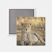 Cheetah, Acinonyx jubatus Magneet (Voorkant / Achterkant)