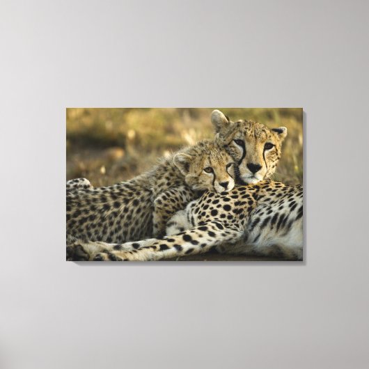 Cheetah, Acinonyx jubatus, met cub in de Masai 2 Canvas Afdruk (Voorkant)