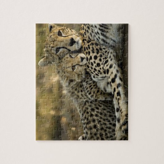 Cheetah, Acinonyx jubatus, met cub in de Masai 2 Legpuzzel (Verticaal)