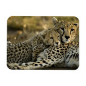 Cheetah, Acinonyx jubatus, met cub in de Masai 2 Magneet (Horizontaal)