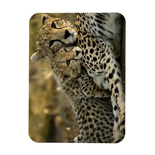 Cheetah, Acinonyx jubatus, met cub in de Masai 2 Magneet (Verticaal)