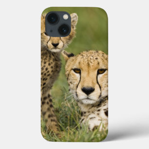 Cheetah, Acinonyx jubatus, met kubusje in de iPhone 13 Hoesje