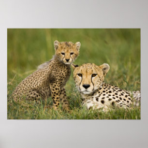 Cheetah, Acinonyx jubatus, met welp Poster