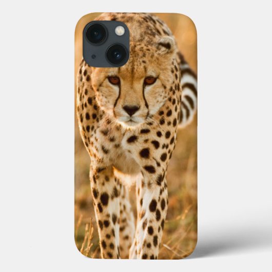 Cheetah (Acinonyx Jubatus) Portrait, Maasai Case-Mate iPhone Case (Achterkant)