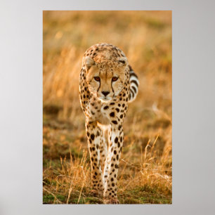 Cheetah (Acinonyx Jubatus) Portrait, Maasai Poster
