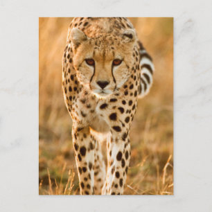 Cheetah (Acinonyx Jubatus) Portret, Maasai Briefkaart