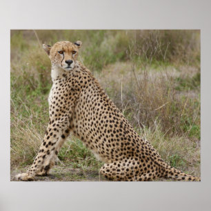 Cheetah, Acinonyx jubatus, Serengeti, Poster