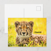 Cheetah, animal de la carte postale de la famille  (Devant / Derrière)