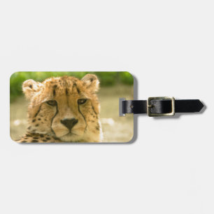 Cheetah Bagagelabel