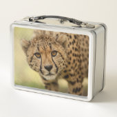 Cheetah - Big Cat (Achterkant)