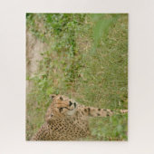 Cheetah Big Cats. Jigsaw Puzzle (Vertical)
