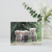 Cheetah Briefkaart (Staand voorkant)