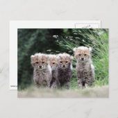 Cheetah Briefkaart (Voorkant / Achterkant)
