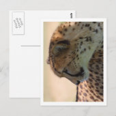 Cheetah Briefkaart (Voorkant / Achterkant)