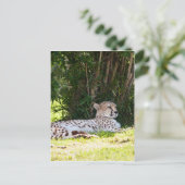 Cheetah Briefkaart (Staand voorkant)