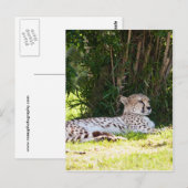 Cheetah Briefkaart (Voorkant / Achterkant)