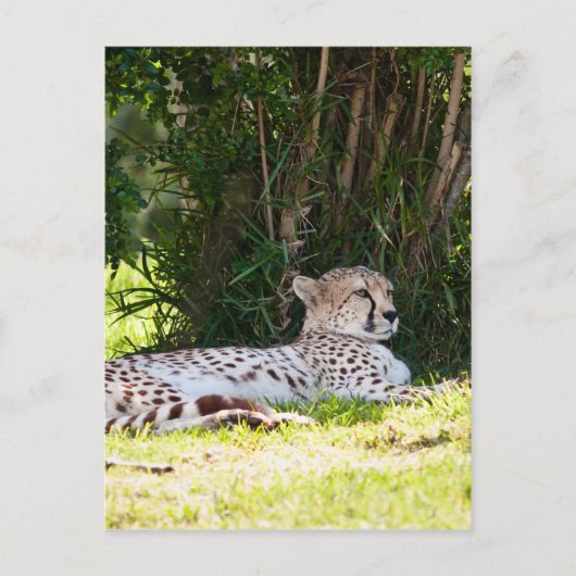 Cheetah Briefkaart (Voorkant)