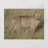 Cheetah Briefkaart (Voorkant)