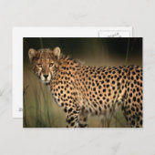 Cheetah Briefkaart (Voorkant / Achterkant)
