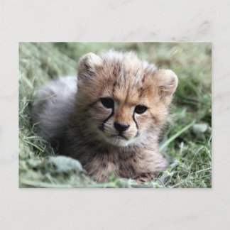 Cheetah Briefkaart