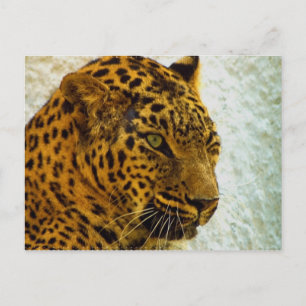 Cheetah Briefkaart