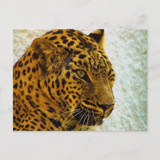 Cheetah Briefkaart (Voorkant)