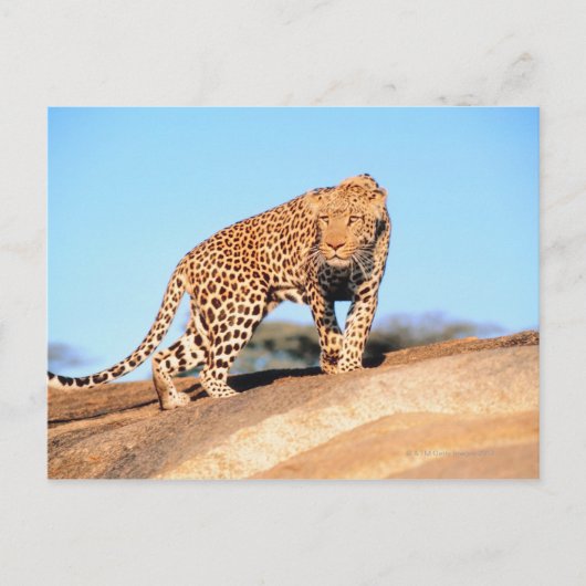 Cheetah Briefkaart (Voorkant)