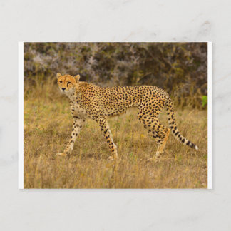 Cheetah briefkaart