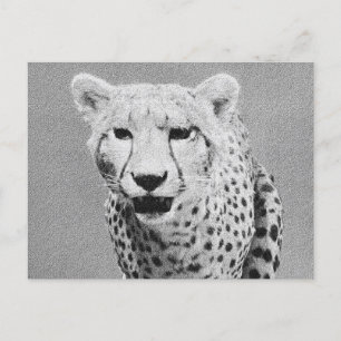 Cheetah Briefkaart