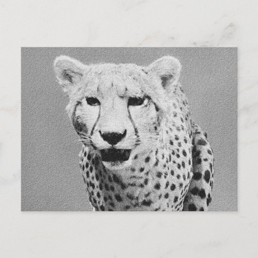 Cheetah Briefkaart (Voorkant)